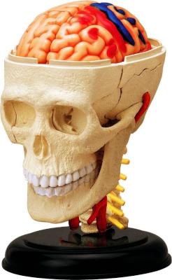 4D Master Human Anatomy - Cranial Nerve Skull Picture 1