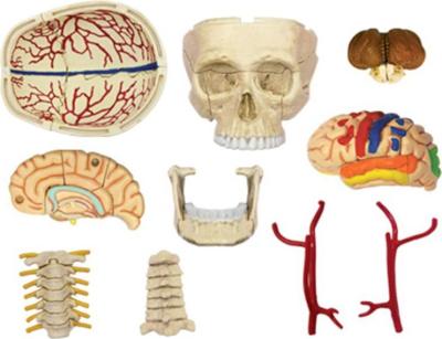 4D Master Human Anatomy - Cranial Nerve Skull Picture 2