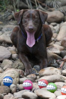 Rogz Grinz Dog Treat Ball - Medium 64mm (Blue) Picture 6