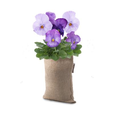 Microgarden GrowBag (Pansy Lavender Shades) Picture 2